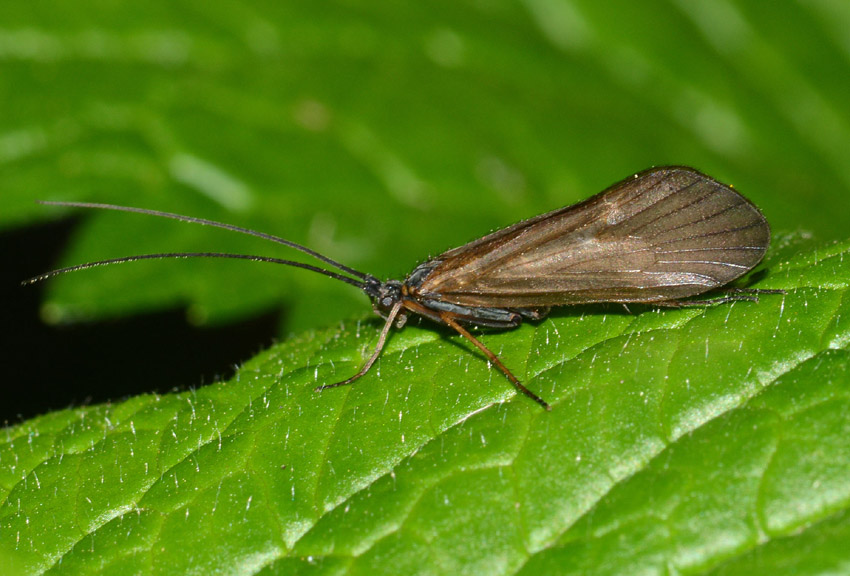 Anabolia sp. di Toano (RE)